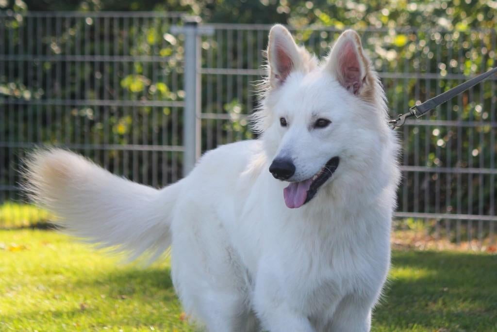 (Witte) Herder Dekreu, Dieren en Toebehoren, Honden | Dekreuen, 1 tot 2 jaar, Parvo, Meerdere, Meerdere dieren