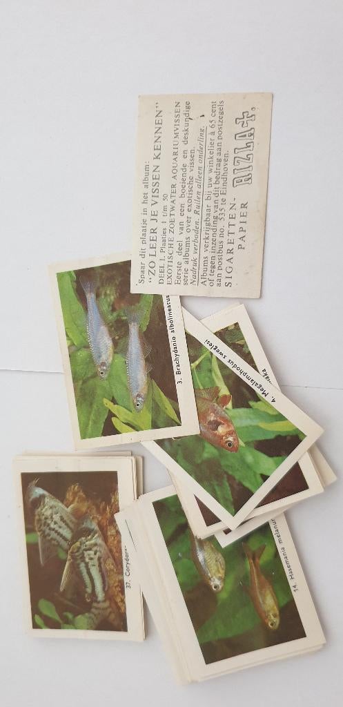 3292 rizla zo leer je de vissen kennen div plaatjes, Boeken, Prentenboeken en Plaatjesalbums, Gelezen, Verzenden