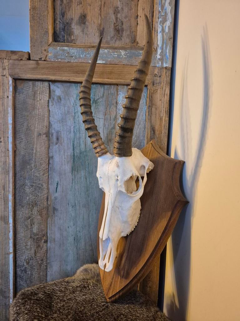 Blesbok schedel jachttrofee, Ophalen of Verzenden, Zo goed als nieuw, Overige soorten, Schedel