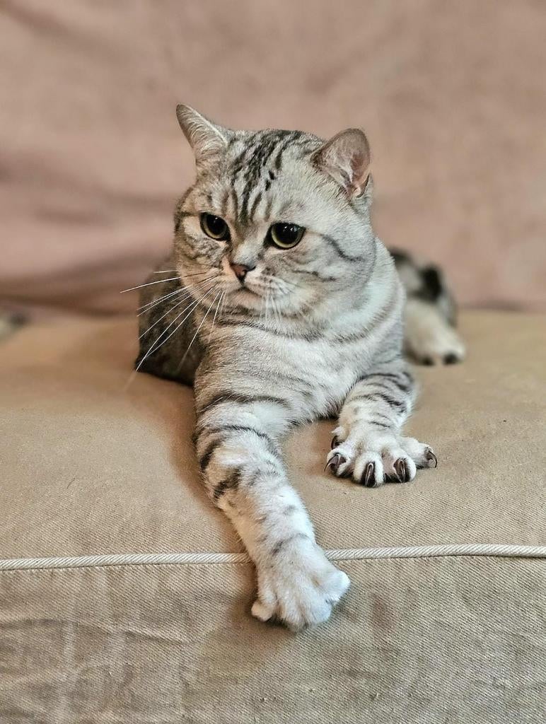 🎀Dekkater tabby (whiskas) stamboom🎀, Dieren en Toebehoren