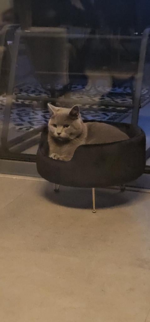 Britse korthaar hele lieve dekkater, Dieren en Toebehoren, Katten en Kittens | Dekkaters
