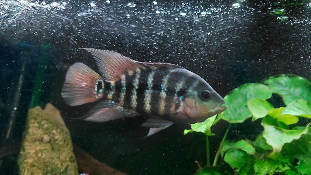Amphilophus lyonsi. Midden Amerikaanse cichlide., Dieren en Toebehoren, Vis