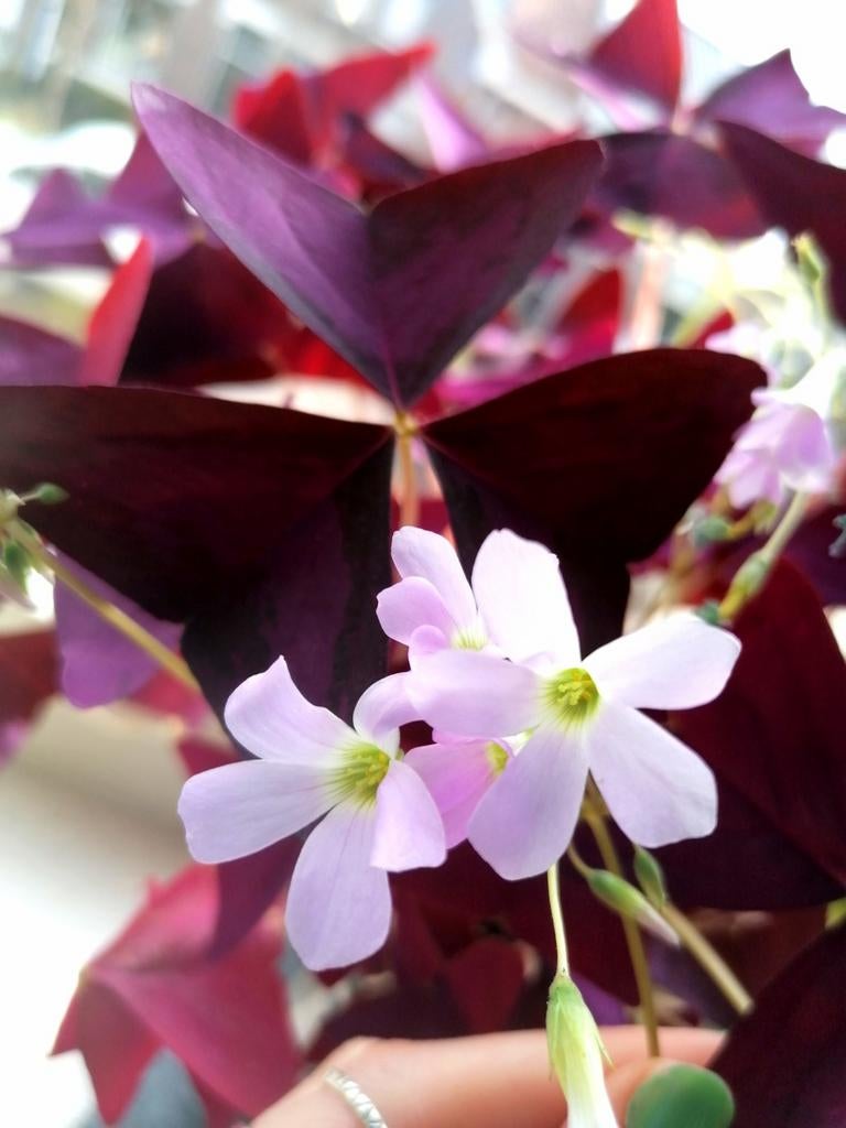 Paarse oxalis triangularis knolletjes te koop, Huis en Inrichting, Kamerplanten, Overige soorten, Minder dan 100 cm, Bloeiende kamerplant