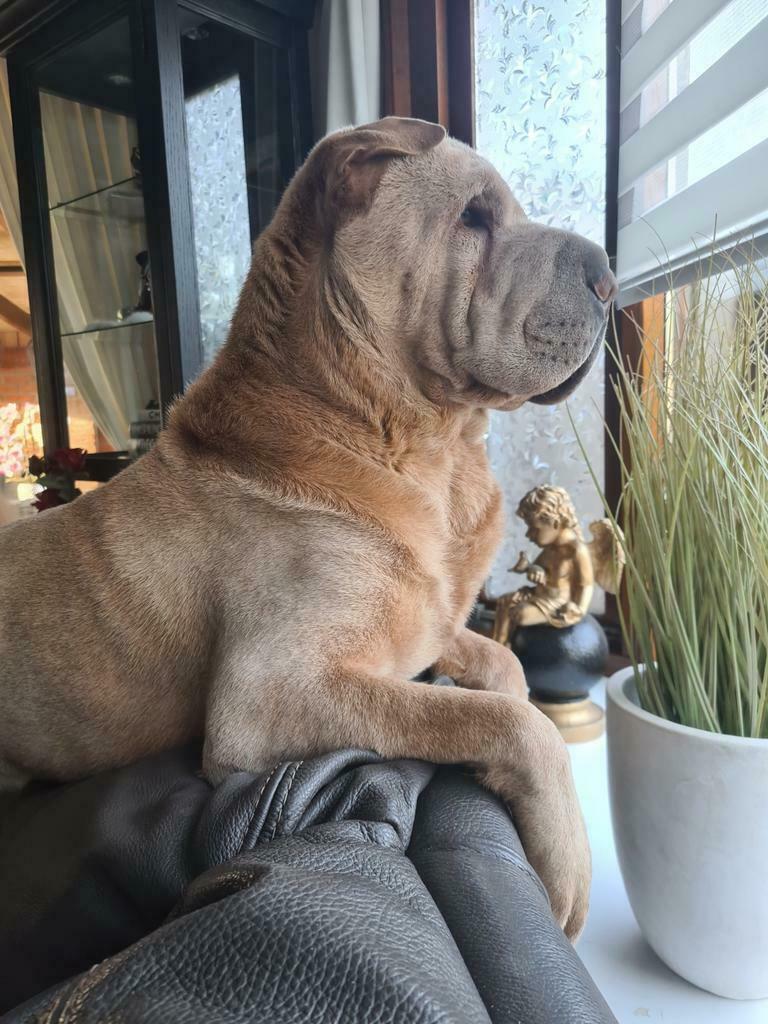 Sharpei reuen ter dekking, Fokker | Hobbymatig, Reu, Buitenland, Eén hond