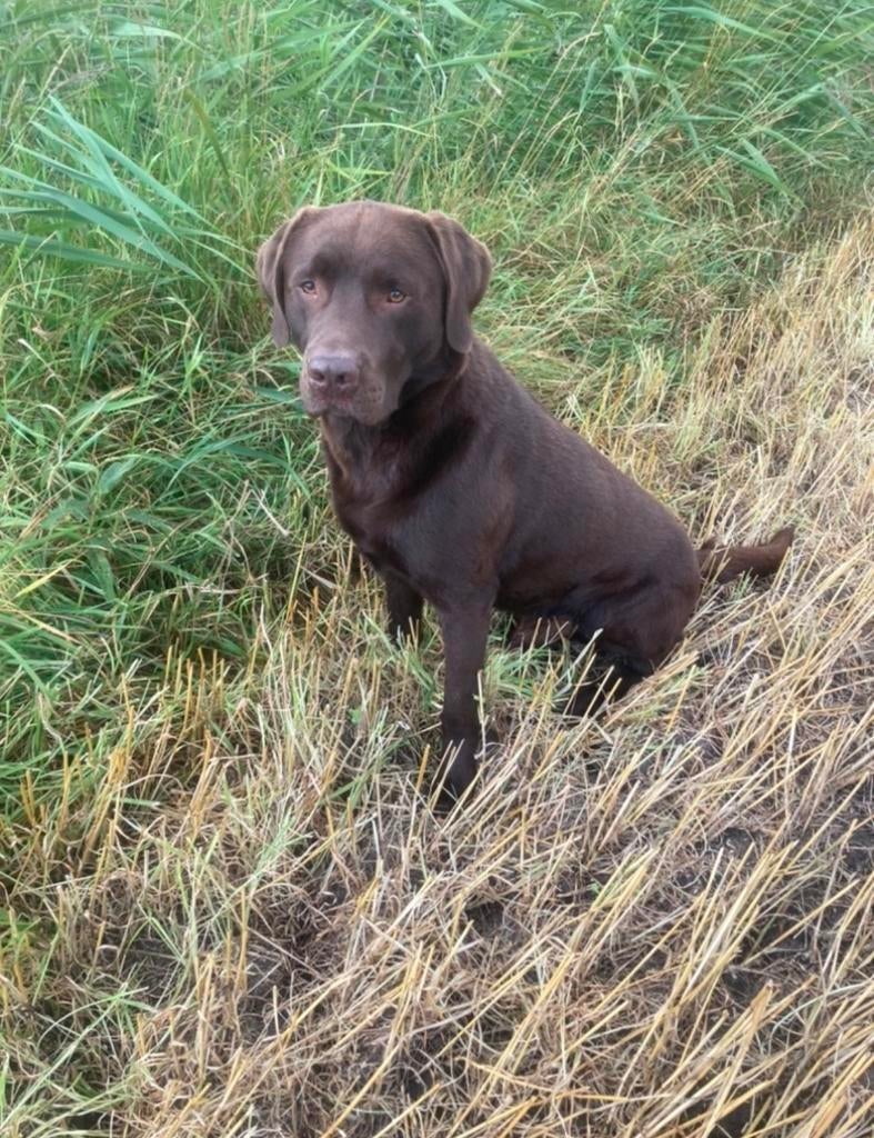 Labrador dekreu bruin, 6 jaar of ouder, Reu, Parvo, Eén hond