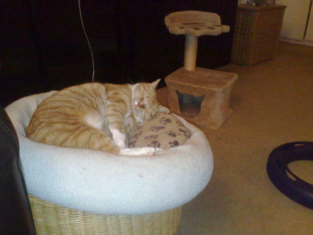 Kattenoppas bij U aan huis Amsterdam Centrum e.o., Particuliere oppas