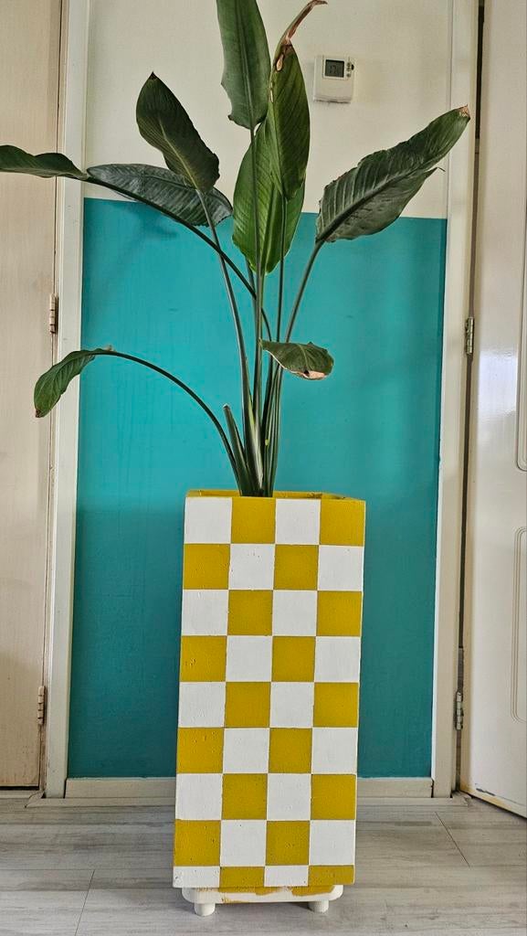 Strelitzia Nicolai ..in grote plantenbak.., Huis en Inrichting, Kamerplanten, Ophalen, Halfschaduw