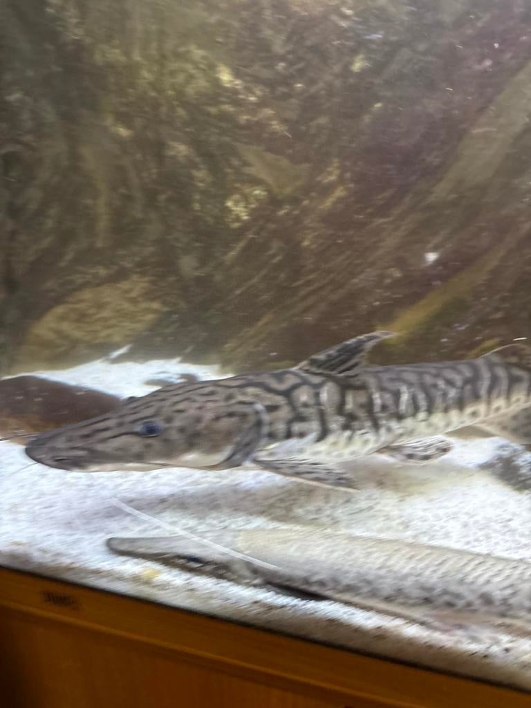 Aquarium roofvis spatelbek meerval, Dieren en Toebehoren, Vis, Zoetwatervis