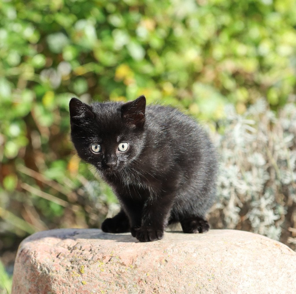 Knappe boerderijkittens te koop, Kater, Kortharig, 0 tot 2 jaar