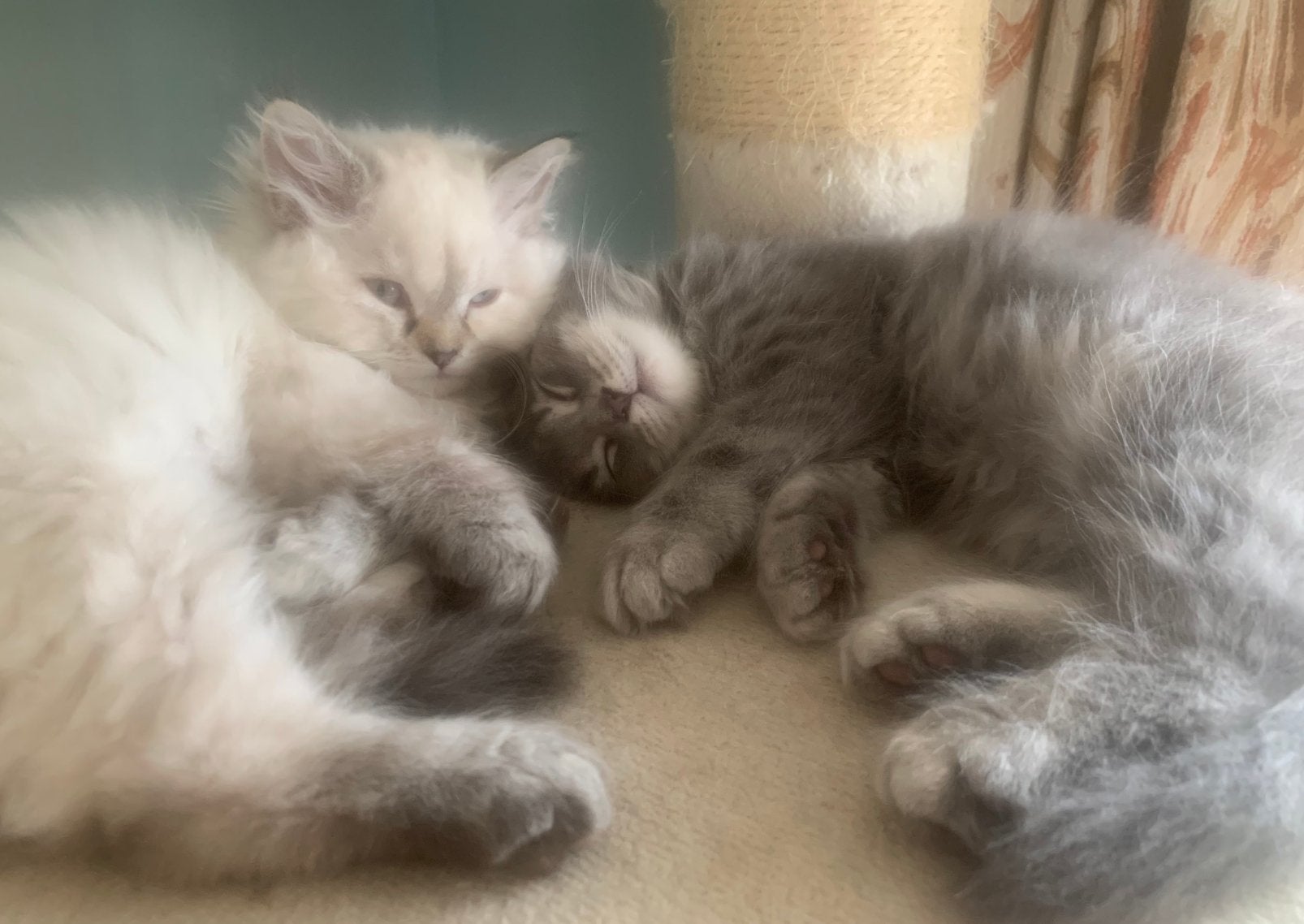 Prachtige Britse Langhaar kittens!, Dieren en Toebehoren, Katten en Kittens | Raskatten | Langhaar, Meerdere dieren, Ontwormd