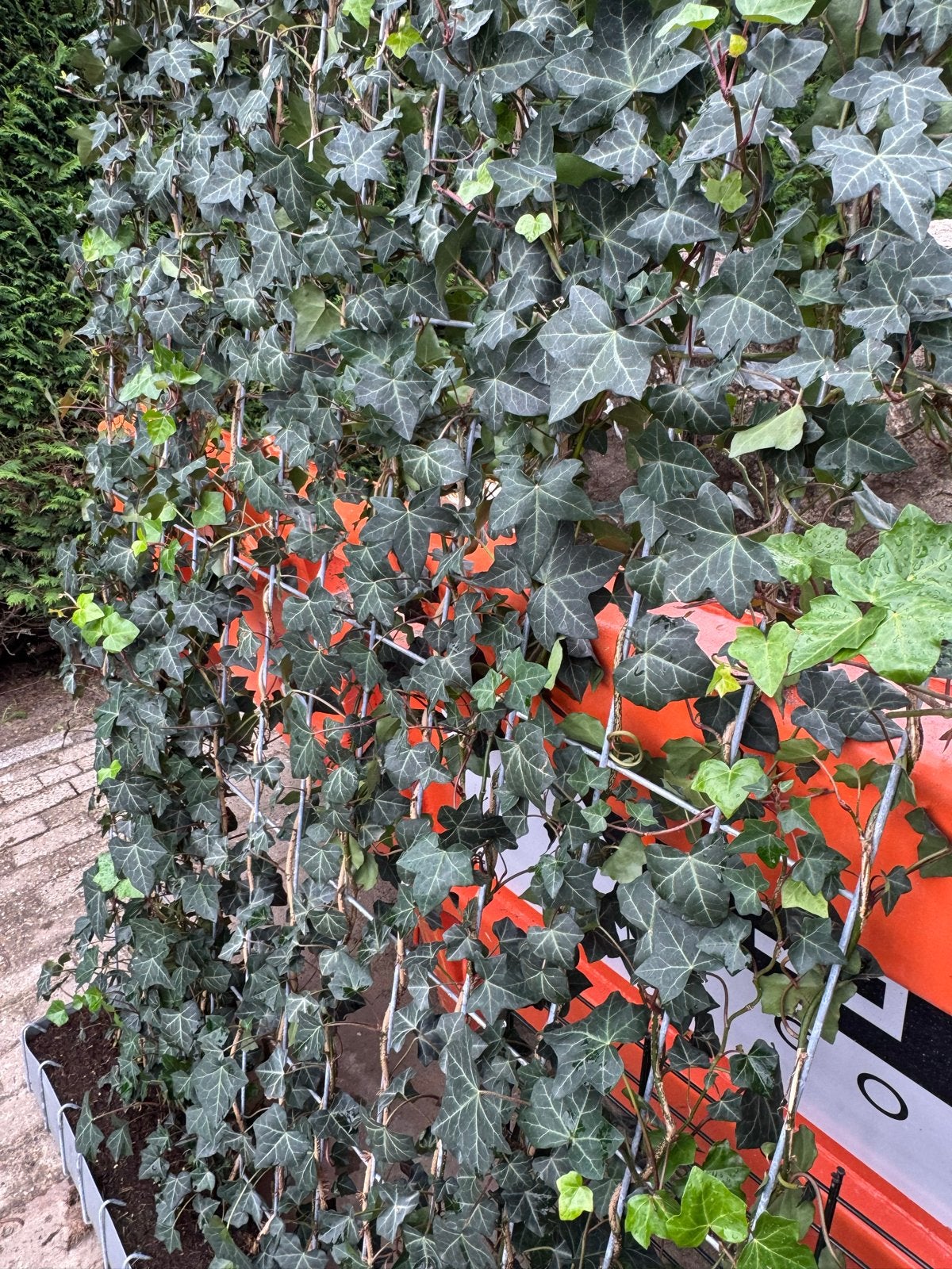 Kant-en-klare Hedera haag, Vaste plant, Ophalen of Verzenden, Bloeit niet, Halfschaduw