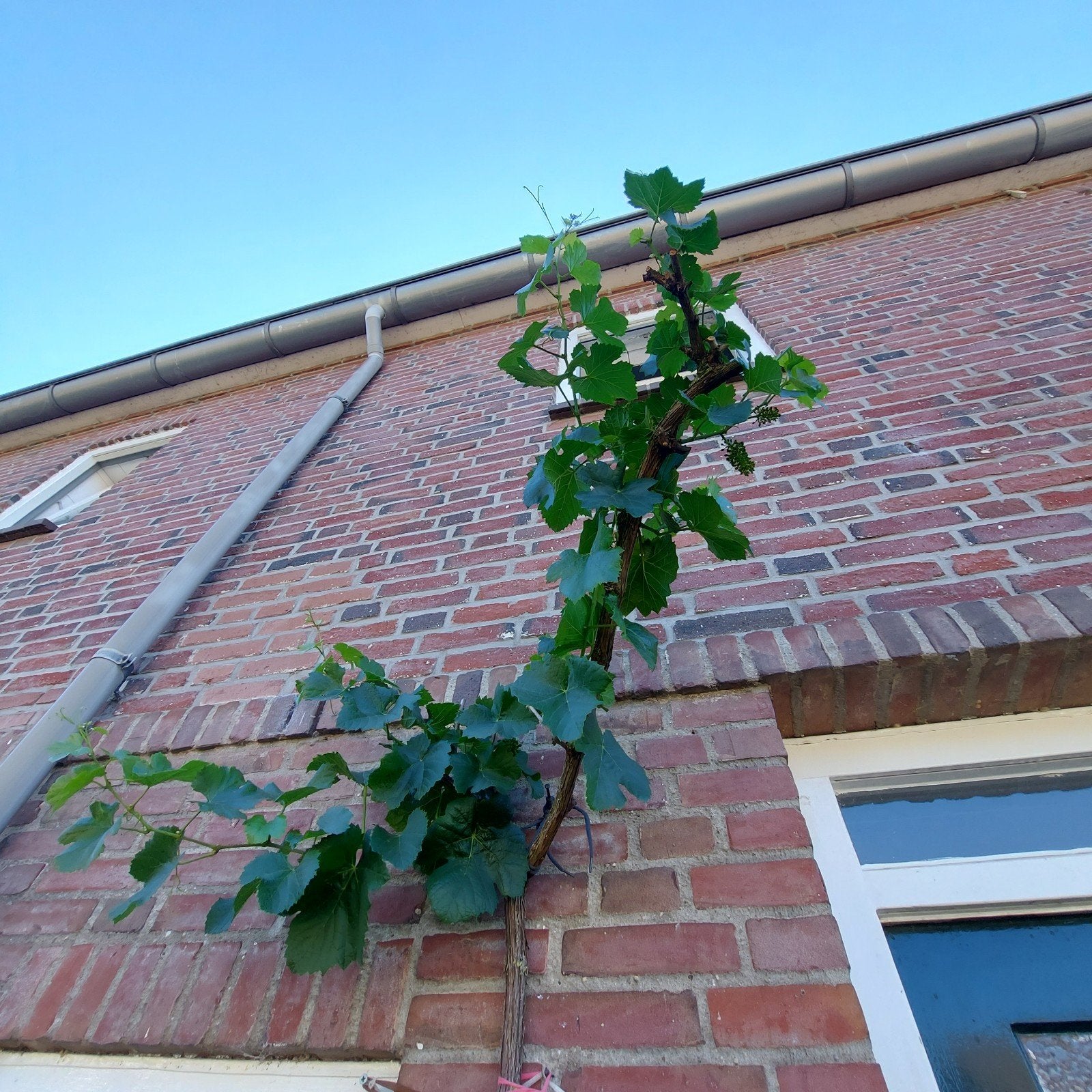 Druivenplant van 230cm lang, Ophalen, Zomer, Fruitplanten, Volle zon