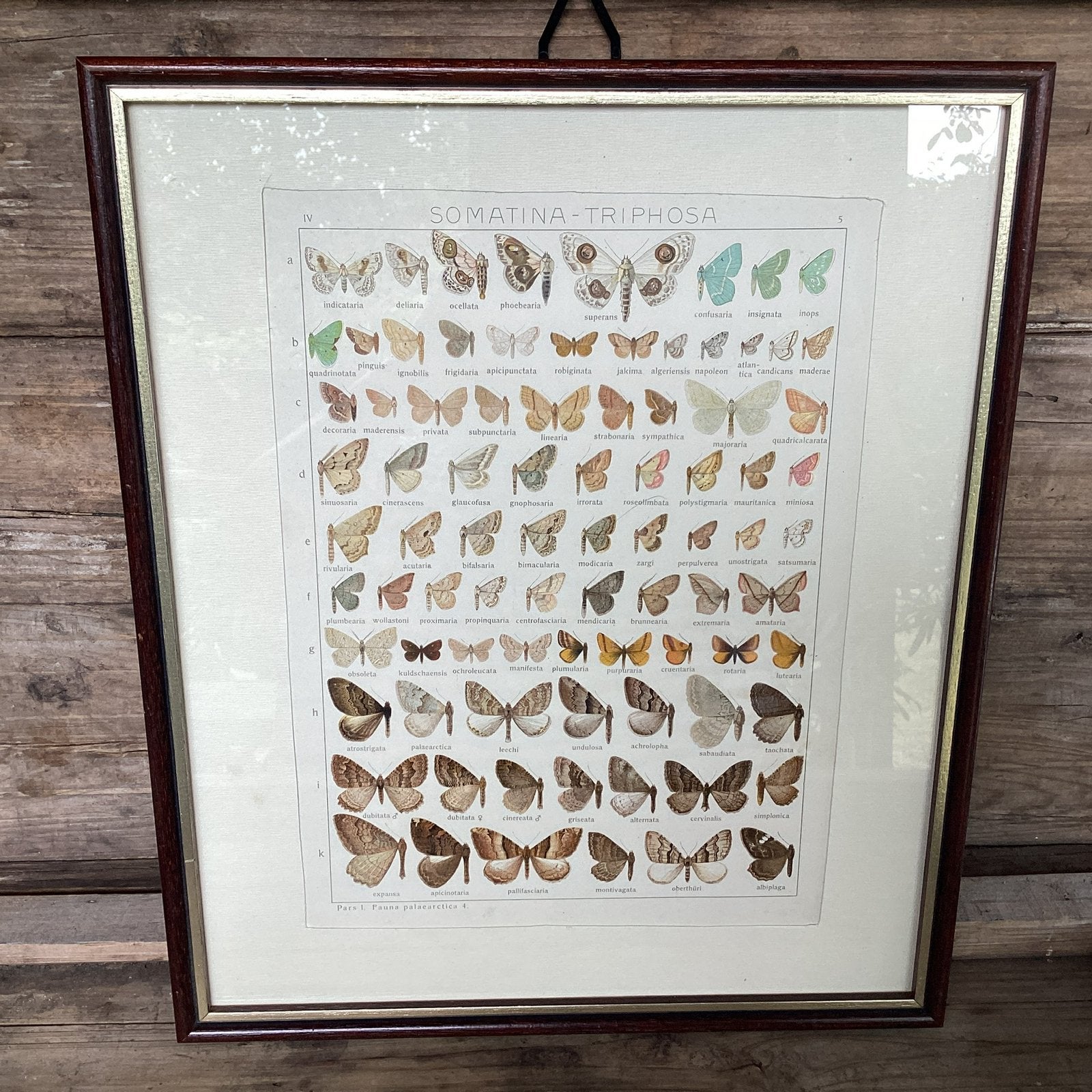 Originele litho vlinders van Adalbert Seitz, Ophalen of Verzenden, Natuur en Biologie