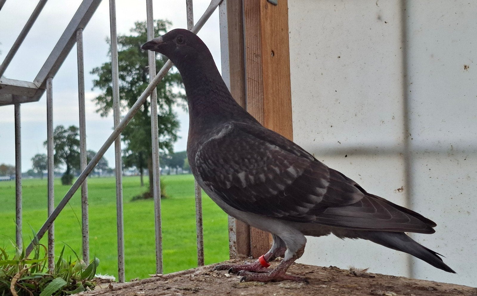 2 mooie sierduiven, Dieren en Toebehoren, Meerdere dieren, Overige soorten