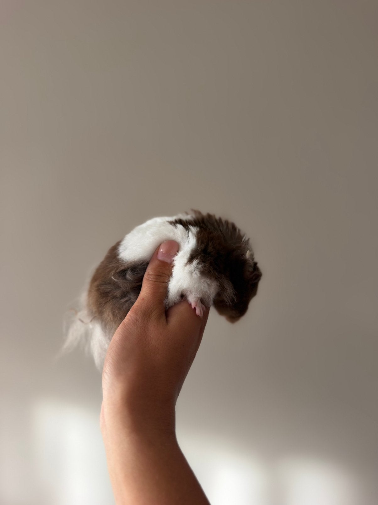 Goudhamster! Inclusief! Halfjaar oud!, Hamster, Februari, Mannelijk, Tam