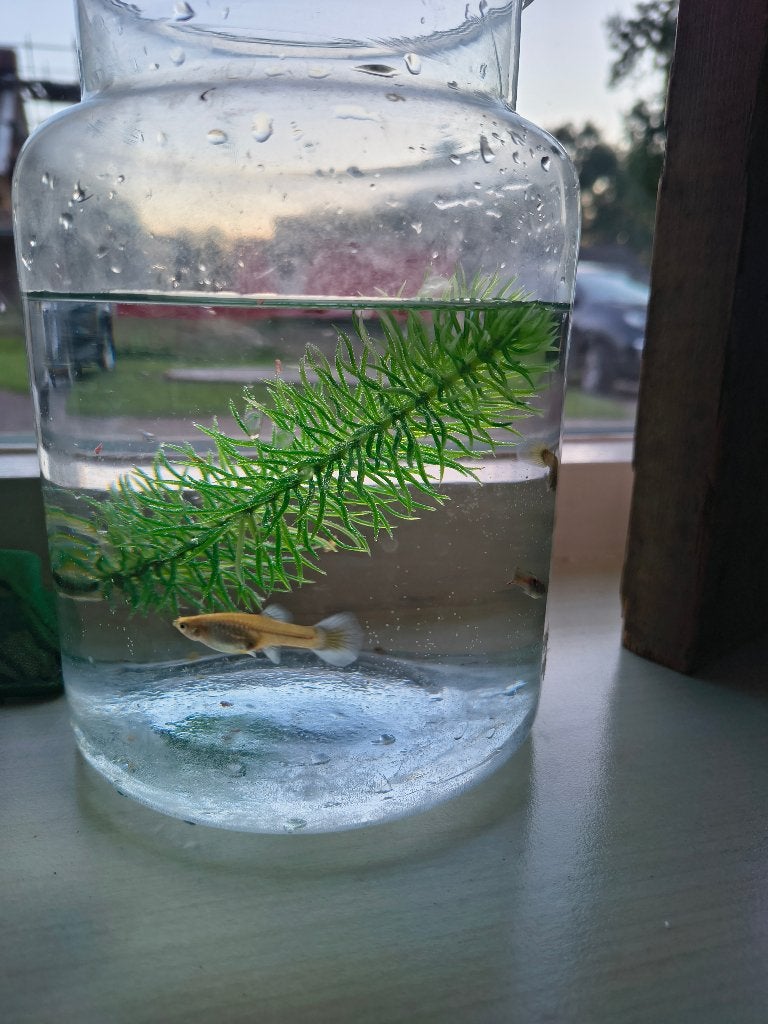 Guppys guppen man en 2 vrouwtjes, Vis, Zoetwatervis
