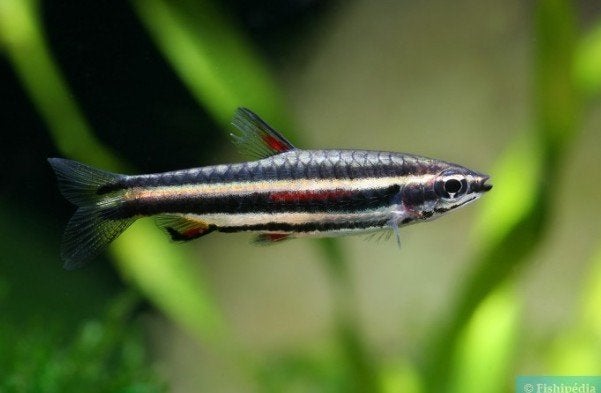 Nannostomus marginatus - Dwerrg potloodvisje - Koidream