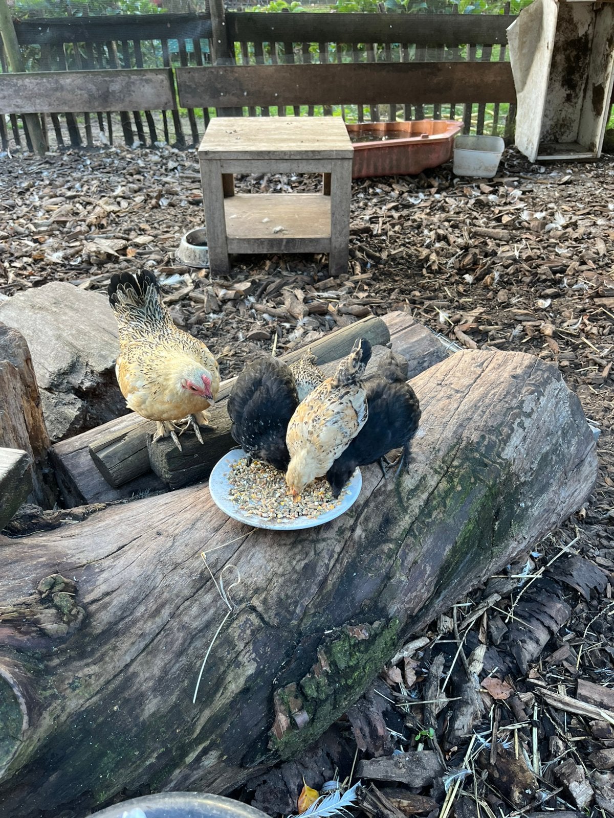 Kuikens zoeken gouden huisje, Dieren en Toebehoren, Meerdere dieren, Kip