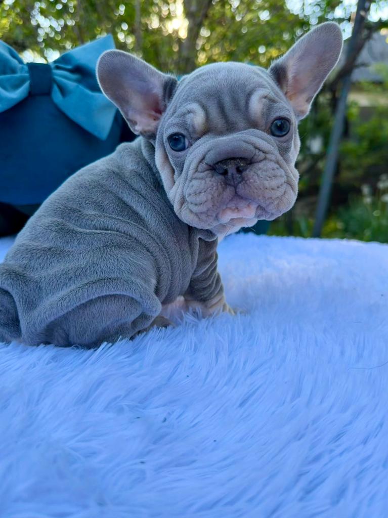 Franse Bulldog pup zoekt een gouden mandje!, Reu, 8 tot 15 weken, Parvo, Bulldog