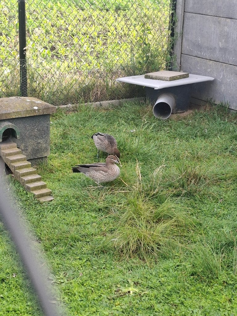 koppel maneganzen, Meerdere dieren, Eend