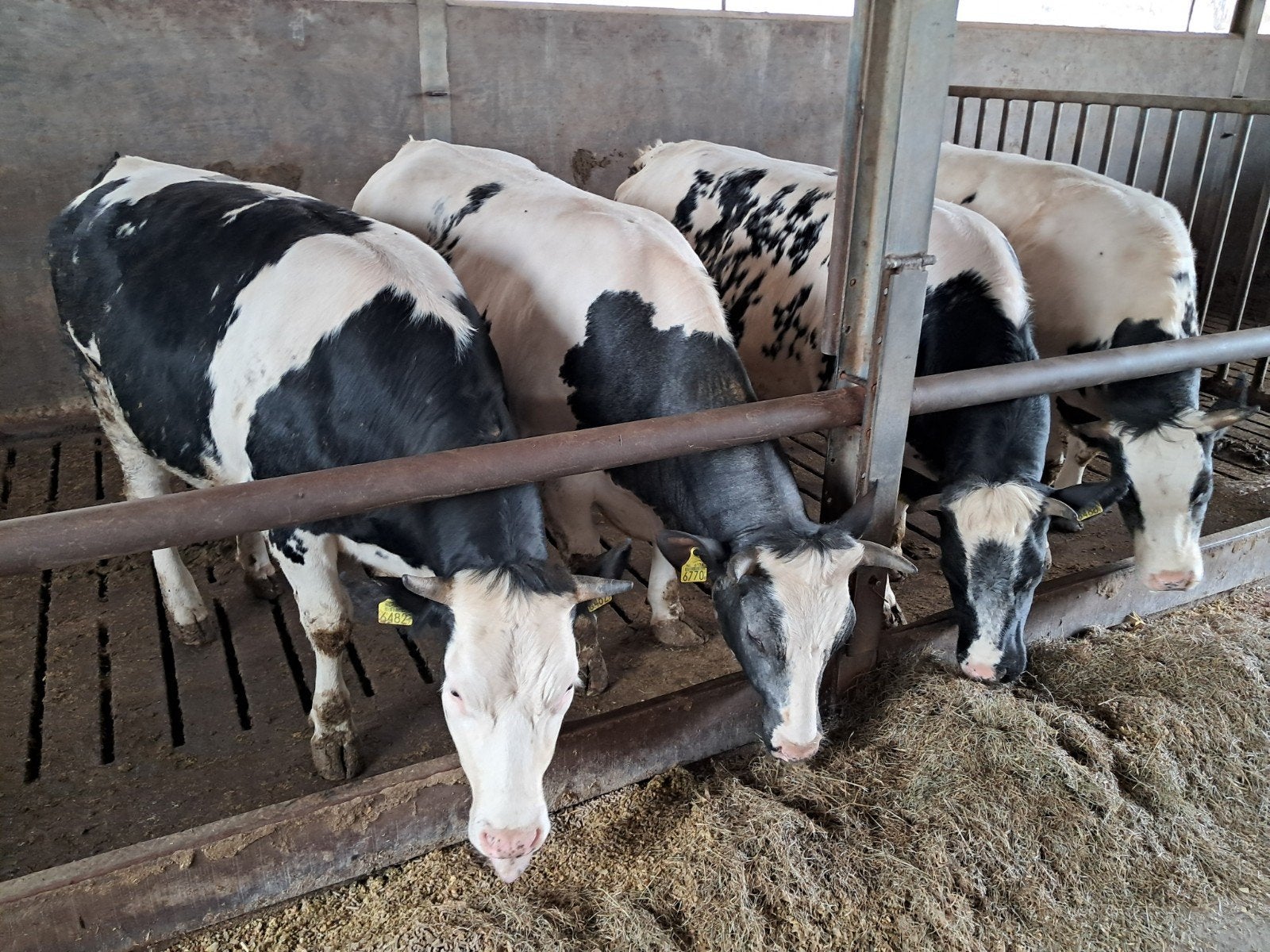 Belgisch blauwe pinken, Meerdere dieren