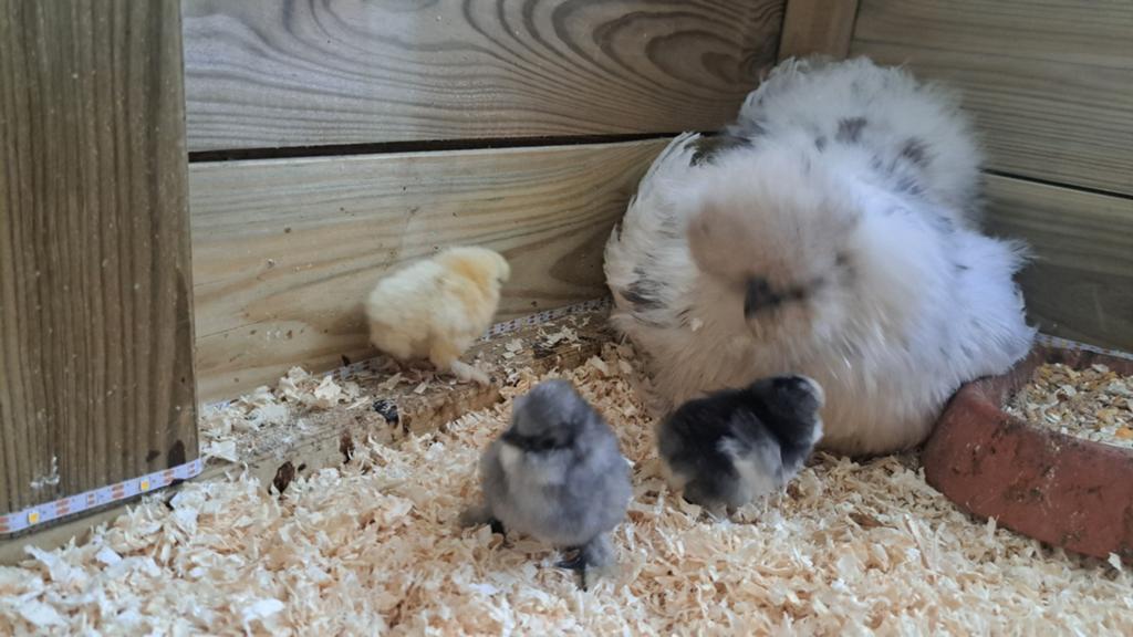 Zijdehoen hennen, Dieren en Toebehoren, Pluimvee, Vrouwelijk