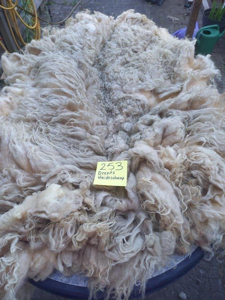 nr 253 Geschoren vacht van een Drents Heideschaap, Ophalen of Verzenden, Nieuw