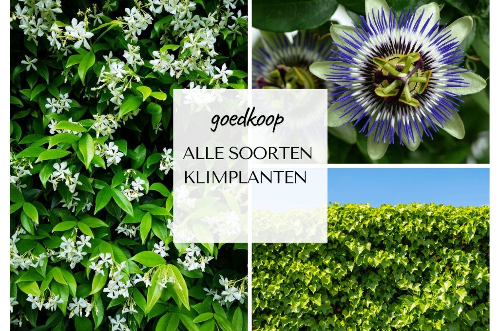 KLIMPLANTEN te koop – Clematis, Hedera, Blauwe regen & meer!, Ophalen of Verzenden, Bloeit niet, Klimplanten, Halfschaduw