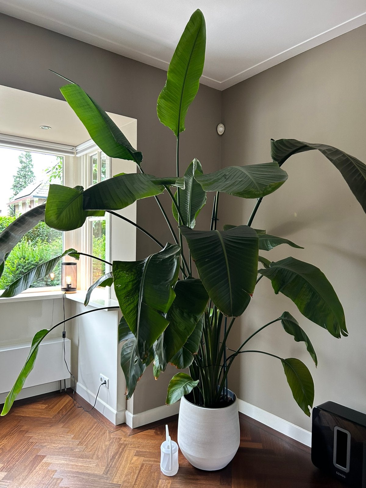 Hele grote Sterlizia te koop (excl. pot), Huis en Inrichting, Groene kamerplant, Ophalen, Halfschaduw, 200 cm of meer