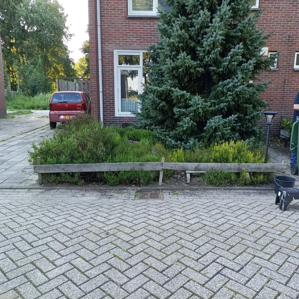 Heideplanten Gratis, Tuin en Terras, Planten | Tuinplanten, Ophalen, Overige soorten, Volle zon