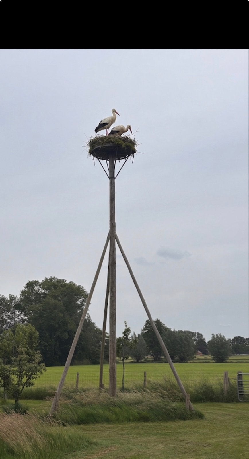 Ooievaarspaal met nest - Natuurlijke uitstraling, Ophalen, Zo goed als nieuw