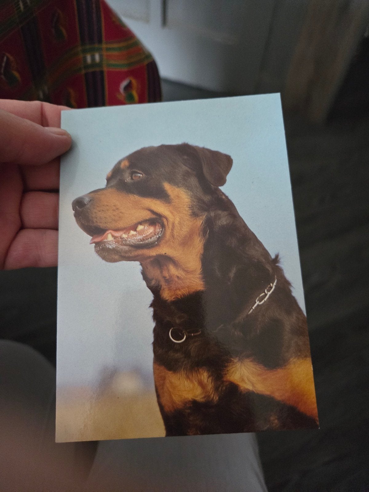 Ansichtkaart Rottweiler, Ophalen of Verzenden, 1980 tot heden, Ongelopen