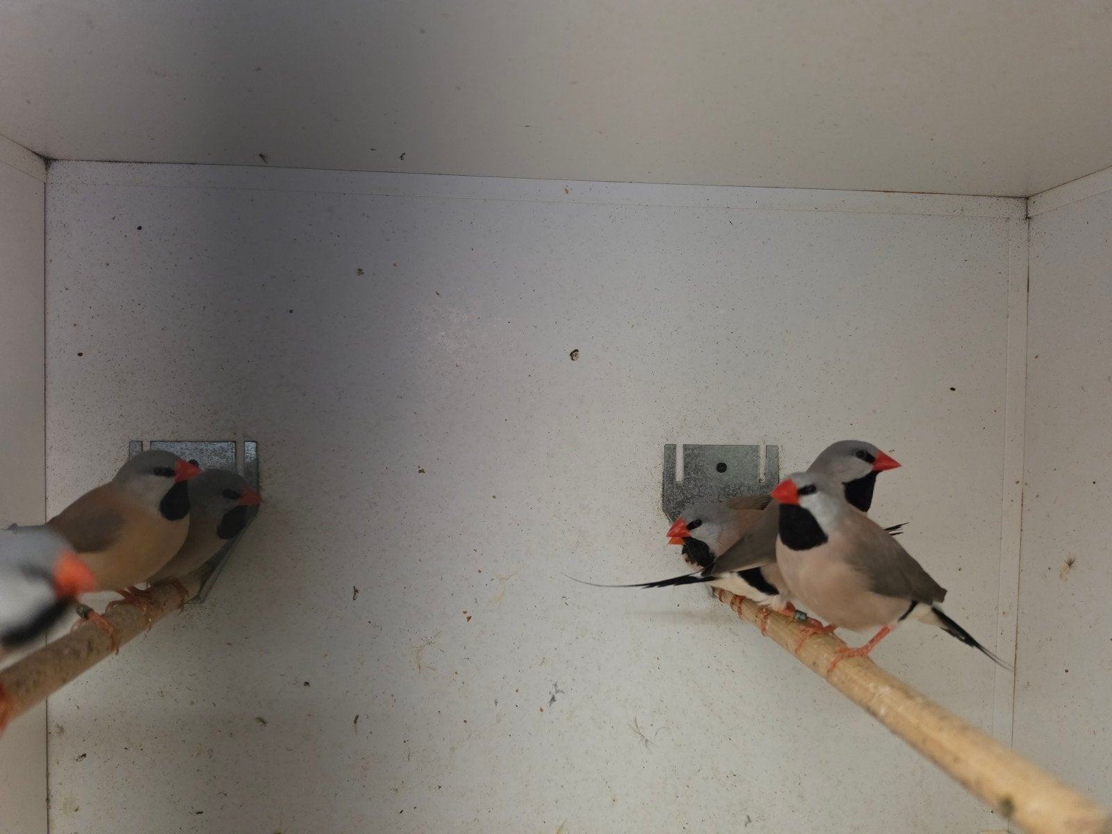 5-5 Spitstaartamadine €50,- per koppel, Dieren en Toebehoren, Vogels | Overige Vogels, Meerdere dieren