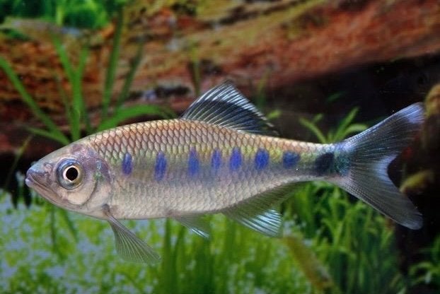 5x Opsarius bakeri kleine tropische forel Danio barbeel zalm, Vis, Zoetwatervis