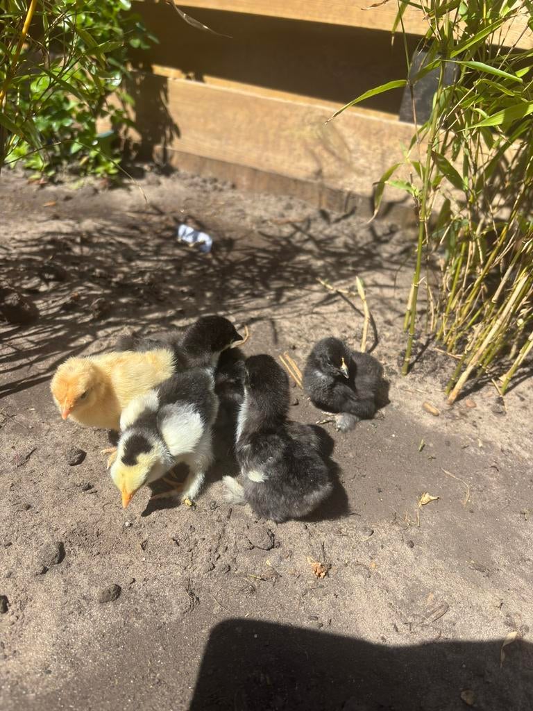 Cochin kriel kuikens, Dieren en Toebehoren, Pluimvee, Kip, Geslacht onbekend