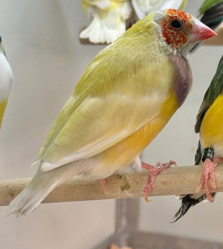 Gouldamadines geel koppels, Dieren en Toebehoren, Meerdere dieren