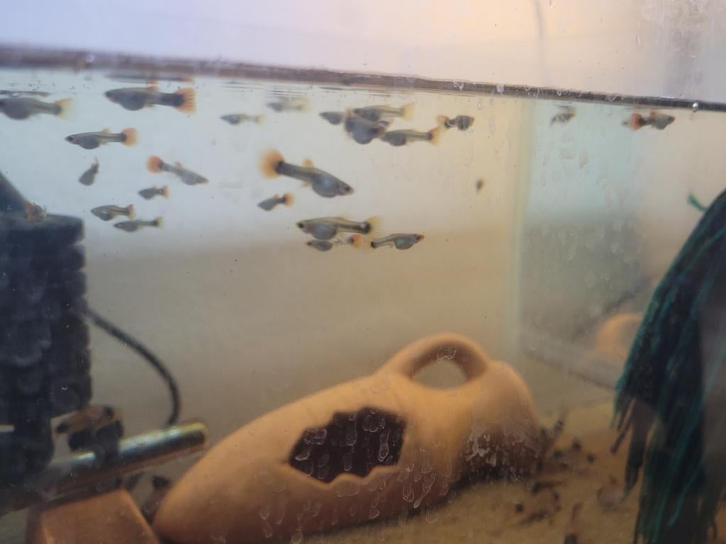 Toxedo koi red guppen *** TE KOOP ***, Vis, Zoetwatervis, Schoolvis