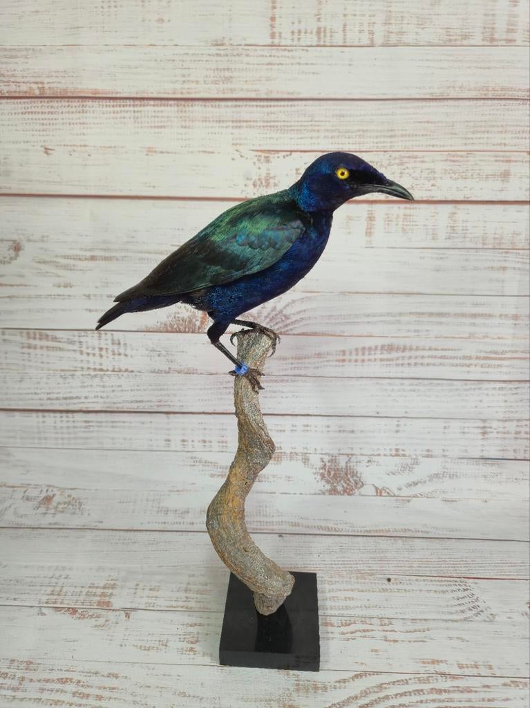 Opgezette Purperglansspreeuw - Lamprotornis purpureus, Verzamelen, Dierenverzamelingen, Nieuw, Opgezet dier, Vogel, Ophalen of Verzenden