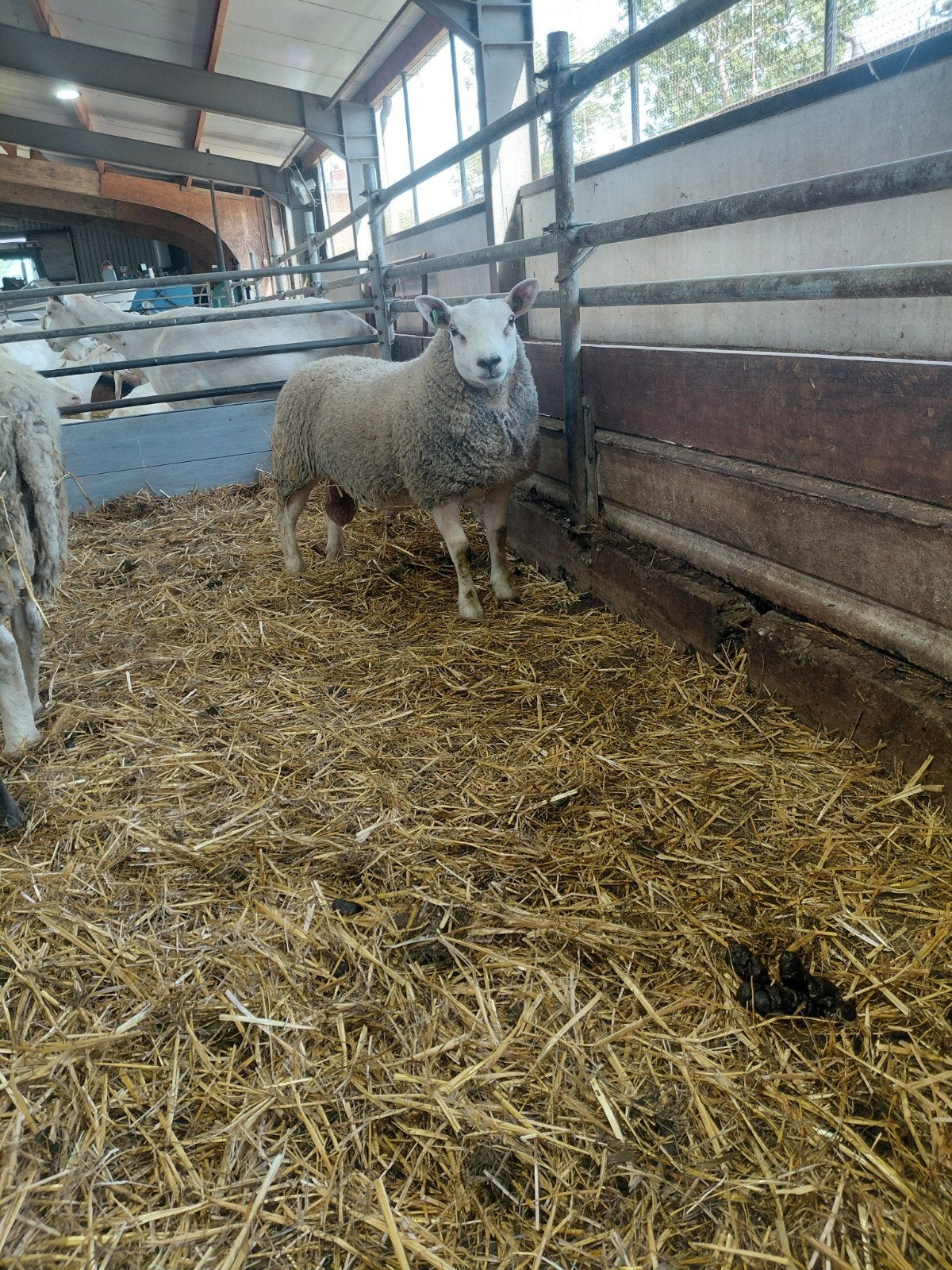 luxe dekram, Mannelijk, Schaap