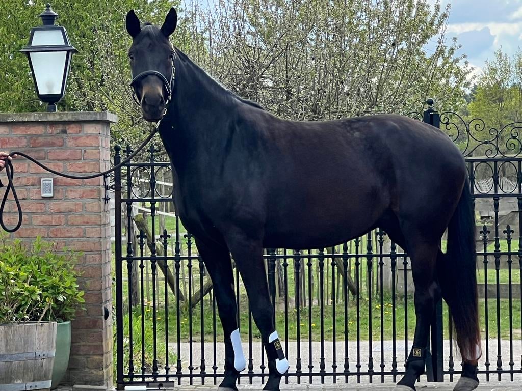 Mooie 3 jarige merrie, Dieren en Toebehoren, Paarden, Merrie, Onbeleerd, 165 tot 170 cm, 3 tot 6 jaar, Dressuurpaard, Met stamboom