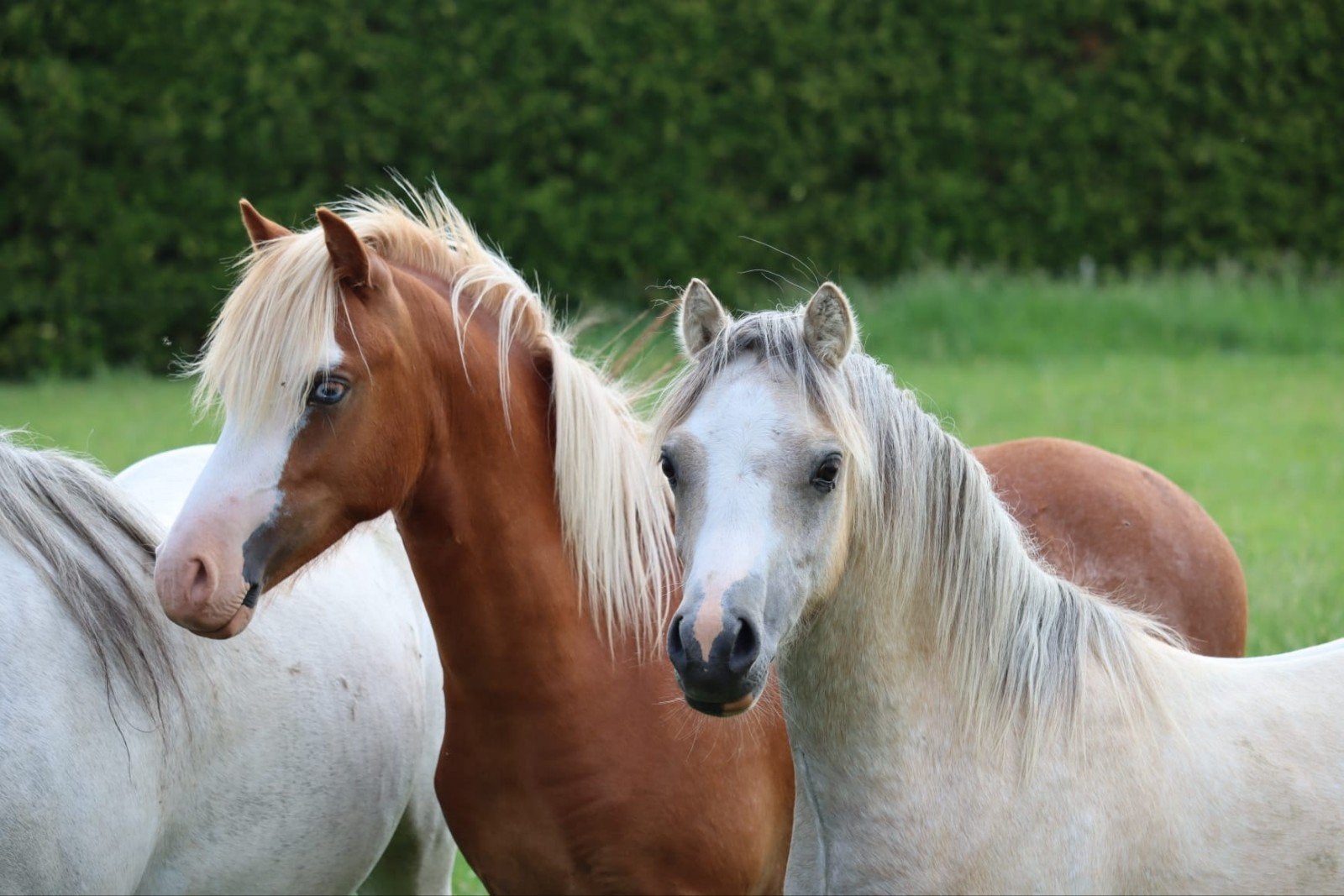 Welsh A hengsten, Hengst, 0 tot 2 jaar
