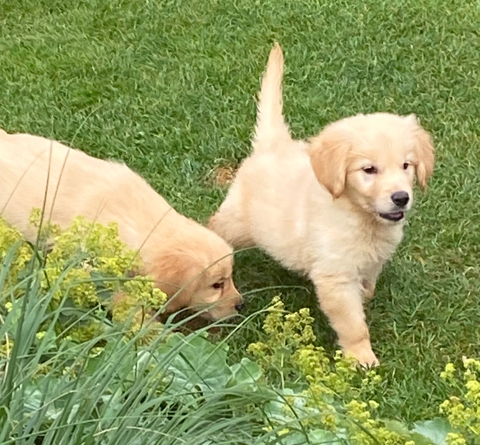Supermooie GOLDEN RETRIEVER pups, Nederland, 8 tot 15 weken, Meerdere, Meerdere dieren