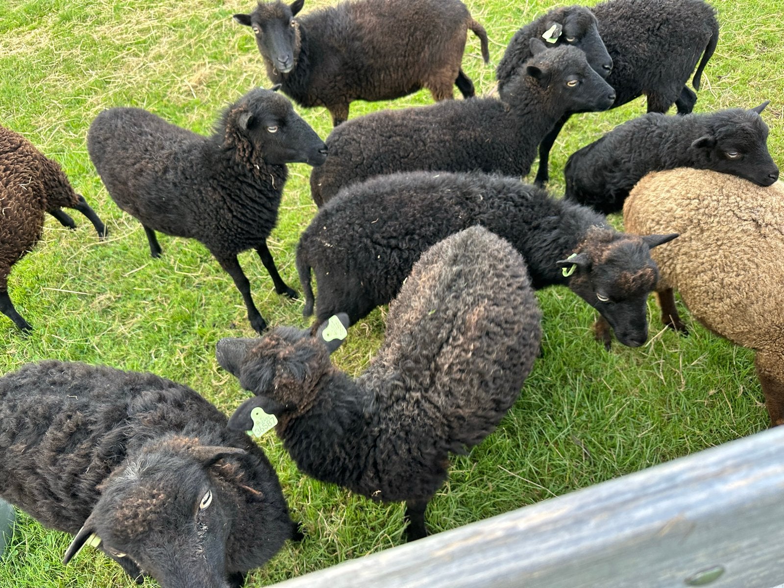 Diverse Ouessant ooien zwart/bruin, Vrouwelijk, Schaap