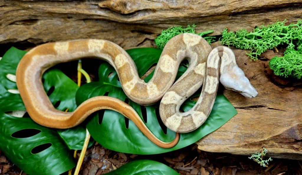 Boa Hypo Motley 66% VPI 66% leopard  2025 Female, Slang, 0 tot 2 jaar