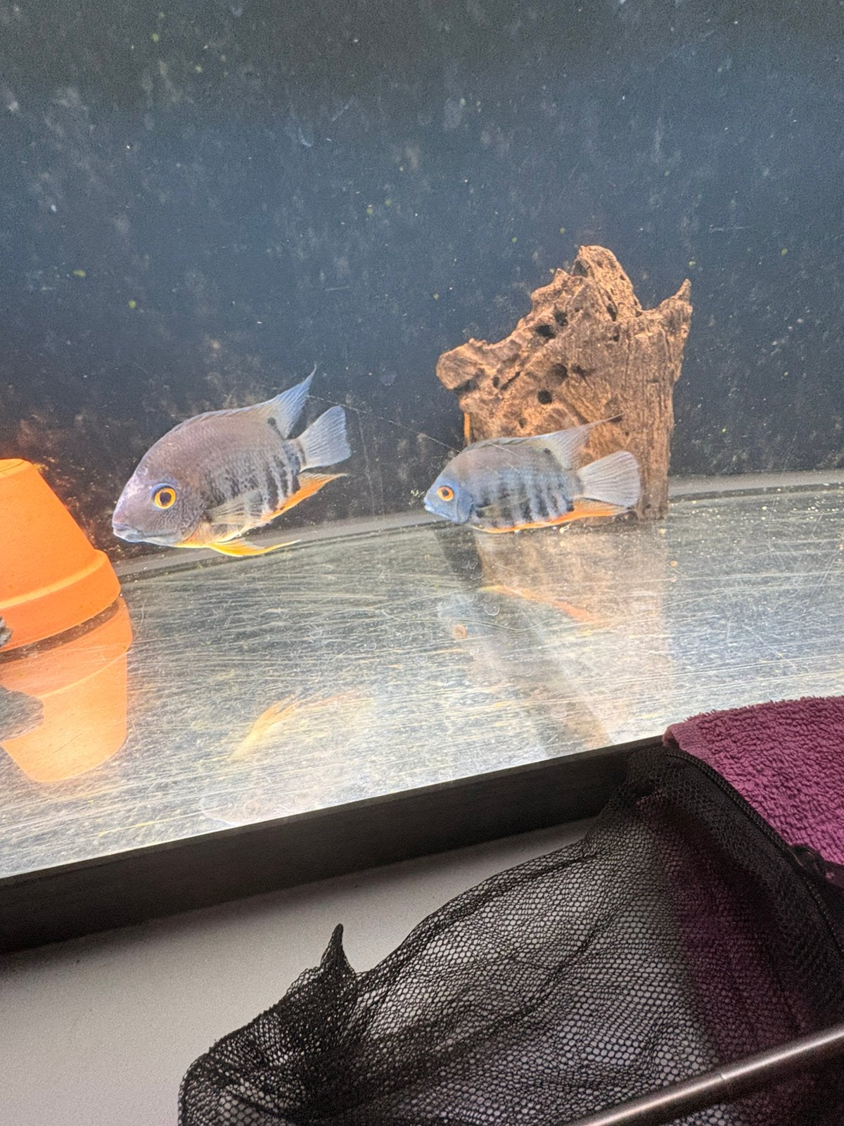 Heros green severum bewezen koppel., Dieren en Toebehoren, Vis