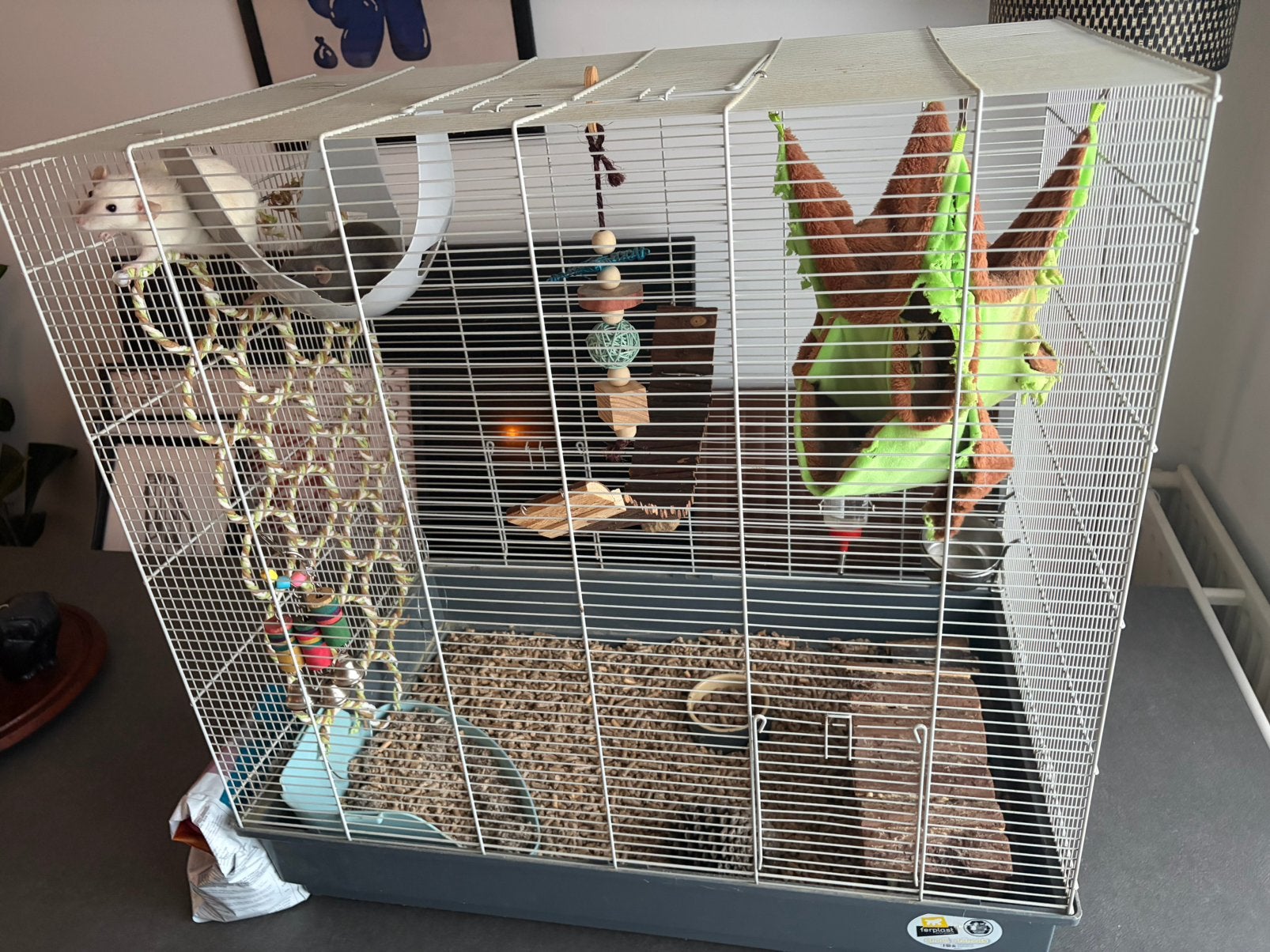 2 ratjes Rick & Morty - gratis, Dieren en Toebehoren, Rat, Vrouwelijk, Januari, Tam