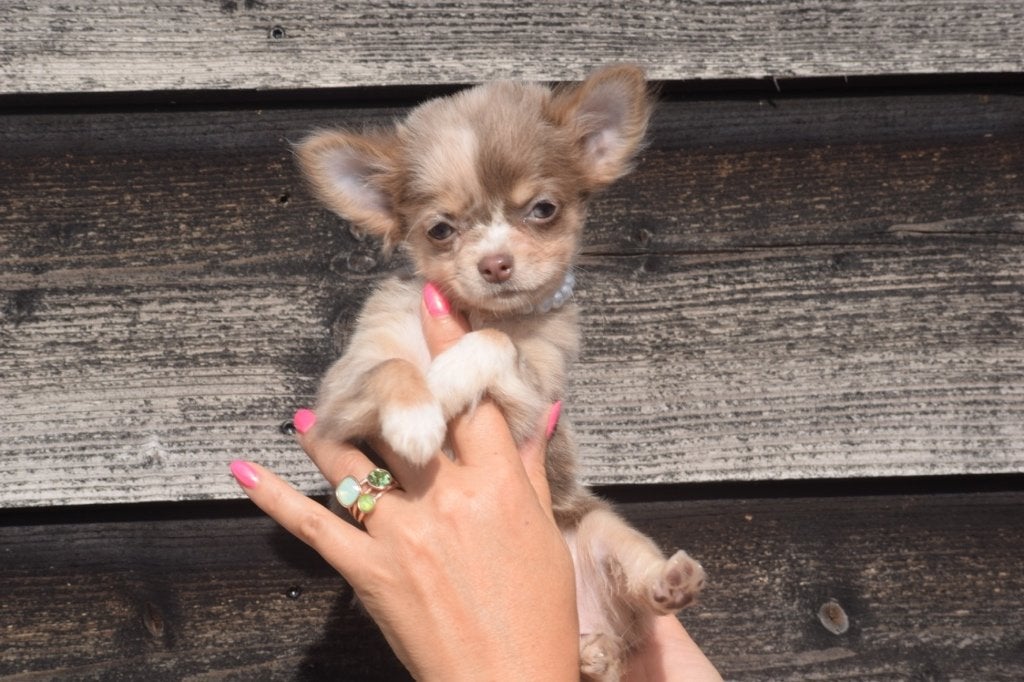Chihuahua pup mooie keuze, 15 weken tot 1 jaar, Buitenland, Meerdere, Meerdere dieren