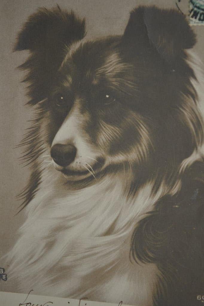 frankrijk 1906 portret hond schotse collie, Verzamelen, Ophalen of Verzenden, Voor 1920, Gelopen, Sterren en Beroemdheden