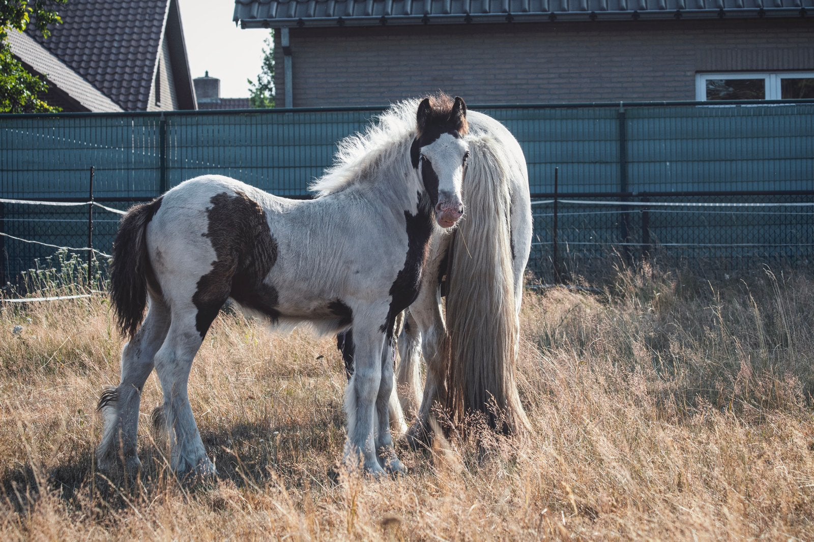 Knappe tinker merrie veulen, Dieren en Toebehoren, Pony's, Merrie, 0 tot 2 jaar