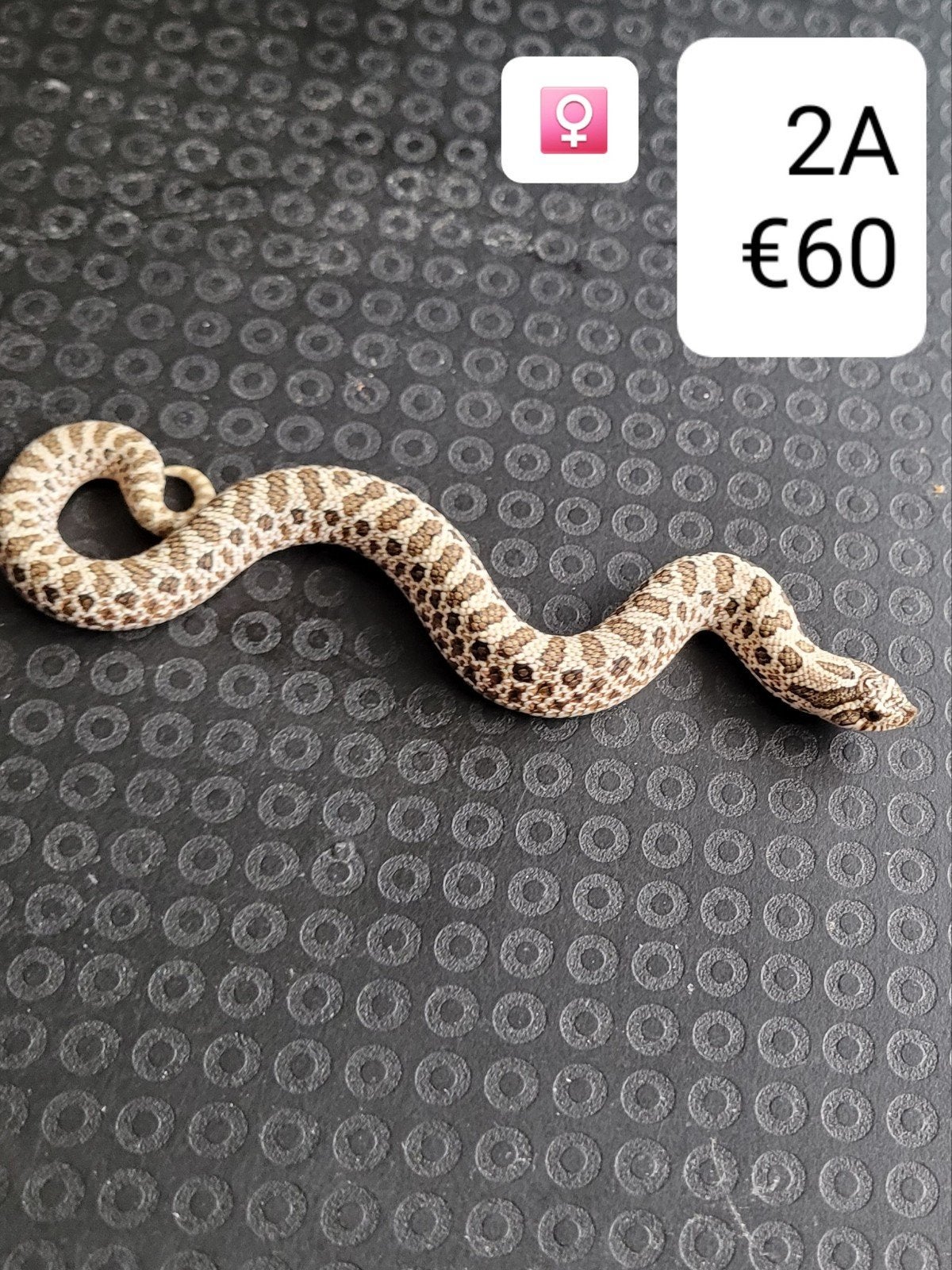 Heterodon Nasicus - Haakneusslang Hognose Snake photo 11